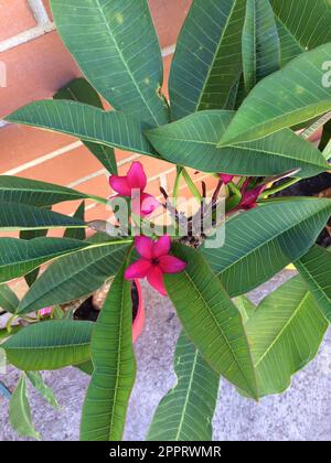 Plumerias sono belle piante tropicali che crescono in Australia, Asia, Stati Uniti, e altre parti del mondo. Riconoscibile per i loro bei fiori e profumo Foto Stock