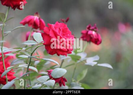 Una rosa rossa con sfondo sfocato, con messa a fuoco poco profonda Foto Stock