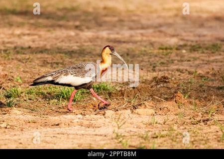 Ibis con collo a bufio, a piedi sotto il sole al suolo, Pantanal Wetlands, Mato Grosso, Brasile Foto Stock