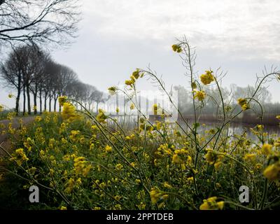 Nijmegen, Paesi Bassi. 22nd Apr, 2023. Vista generale dei fiori gialli in una mattina nebbia. Ogni anno, il 22 aprile, più di un miliardo di persone celebra la Giornata della Terra per proteggere il pianeta da fattori come l'inquinamento e la deforestazione. Grazie alle ultime piogge nei Paesi Bassi, la campagna sembra più verde che mai. Infine, le temperature hanno cominciato ad aumentare, così sempre più persone possono essere viste a piedi intorno alle foreste olandesi. Credit: SOPA Images Limited/Alamy Live News Foto Stock