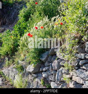 Muro di pietra con erba e papaveri che crescono in primavera, Valle d'Aosta, NW Italia Foto Stock