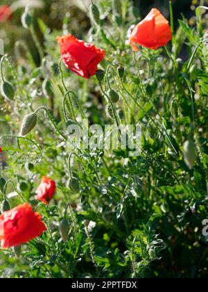 Papaveri che crescono in primavera, Valle d'Aosta, NW Italia Foto Stock