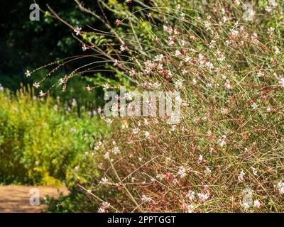 Fiori Gaura rosa e bianchi o Whirling Butterfly, che fioriscono in massa e nel giardino del cottage costiero australiano Foto Stock