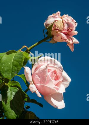 Due rose rosa pallide in fiore, una in piena fioritura e una in aspersione, in dissolvenza e in frantumi, isolate sul cielo blu Foto Stock