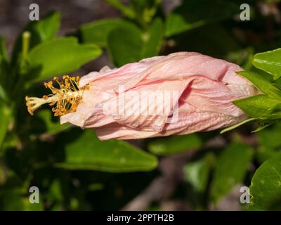 Germoglio di fiori di ibisco colorato con albicocca rosa Foto Stock