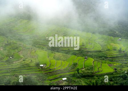 Risaie a terrazza, villaggio di Khonoma, Nagaland, India. Khonoma, il primo villaggio verde dell’Asia, è meglio conosciuto per l’ecoturismo. Foto Stock