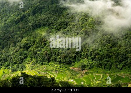 Risaie a terrazza, villaggio di Khonoma, Nagaland, India. Khonoma, il primo villaggio verde dell’Asia, è meglio conosciuto per l’ecoturismo. Foto Stock