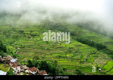 Risaie a terrazza, villaggio di Khonoma, Nagaland, India. Khonoma, il primo villaggio verde dell’Asia, è meglio conosciuto per l’ecoturismo. Foto Stock