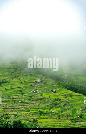 Risaie a terrazza, villaggio di Khonoma, Nagaland, India. Khonoma, il primo villaggio verde dell’Asia, è meglio conosciuto per l’ecoturismo. Foto Stock