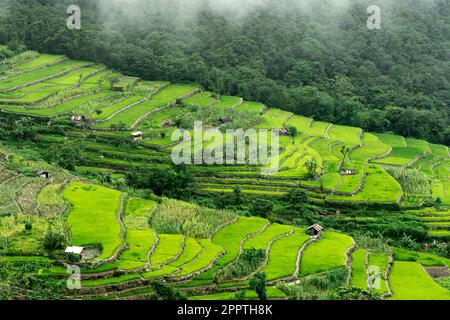 Risaie a terrazza, villaggio di Khonoma, Nagaland, India. Khonoma, il primo villaggio verde dell’Asia, è meglio conosciuto per l’ecoturismo. Foto Stock