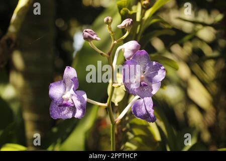 Una delizia di Vanda Robert al giardino delle Orchidee nel Parco Avventura, Port Moresby, Papua Nuova Guinea Foto Stock