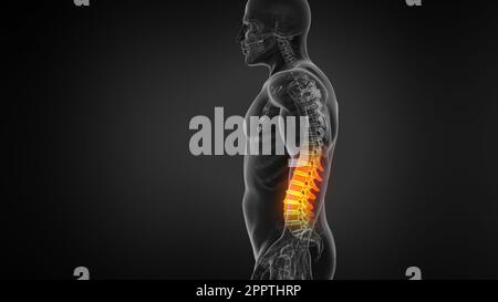 Anatomia della colonna vertebrale umana. Mal di schiena e mal di schiena. Foto Stock