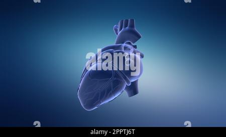 Sistema circolatorio umano Anatomia cardiaca concetto di animazione Foto Stock