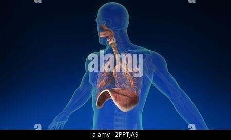 Animazione medica 3D del polmone umano all'interno del corpo umano con le sue parti visibili. Animazione medica accurata dei polmoni umani. Foto Stock