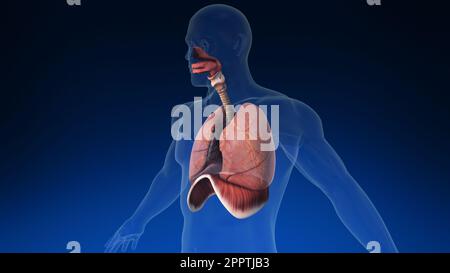 Animazione medica 3D del polmone umano con le sue parti visibili. Animazione medica accurata dei polmoni umani. Foto Stock