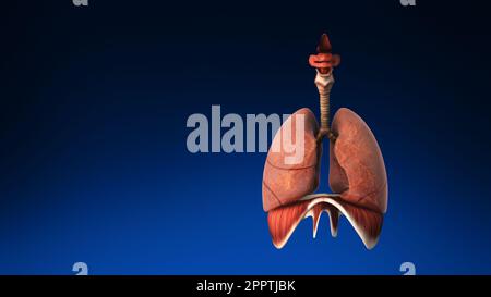 Animazione medica accurata dei polmoni umani. Foto Stock