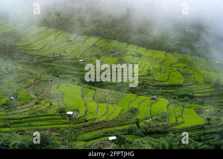 Risaie a terrazza, villaggio di Khonoma, Nagaland, India. Khonoma, il primo villaggio verde dell’Asia, è meglio conosciuto per l’ecoturismo. Foto Stock