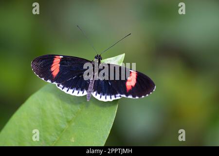 Heliconius erato, farfalla da postino rossa su una foglia Foto Stock