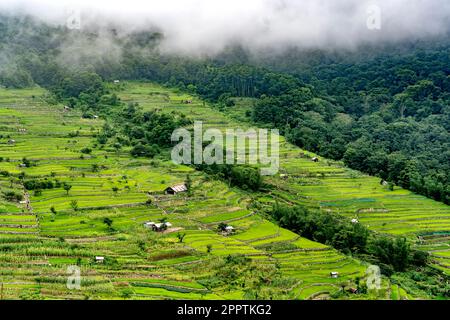 Risaie a terrazza, villaggio di Khonoma, Nagaland, India. Khonoma, il primo villaggio verde dell’Asia, è meglio conosciuto per l’ecoturismo. Foto Stock