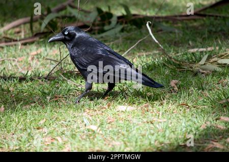 I Ravens australiani sono neri con gli occhi bianchi negli adulti. Le piume sulla gola (hackle) sono più lunghe che in altre specie, e un uccello tende a exte Foto Stock