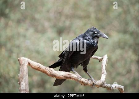 I Ravens australiani sono neri con gli occhi bianchi negli adulti. Le piume sulla gola (hackle) sono più lunghe che in altre specie, e un uccello tende a exte Foto Stock