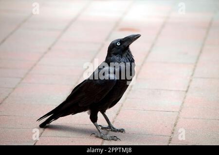 I Ravens australiani sono neri con gli occhi bianchi negli adulti. Le piume sulla gola (hackle) sono più lunghe che in altre specie, e un uccello tende a exte Foto Stock