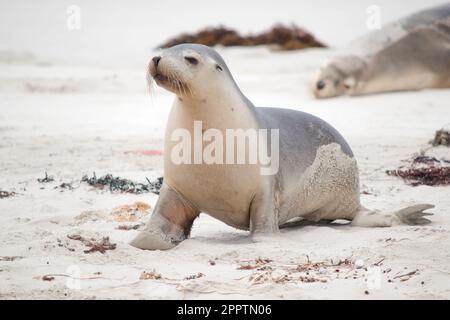 I leoni marini sono caratterizzati da alette esterne, pinne anteriori lunghe e un grande petto e ventre. Hanno pelliccia corta e spessa, che copre uno strato spesso o Foto Stock