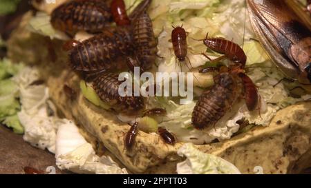 Un gruppo di scarafaggi di specie diverse, grandi e piccoli mangiano cibo. Scarafaggio domestico mangia cavolo e pane in cucina. Famiglia di insetti. Insetto nocivo. Set scarafaggi rossi. Foto Stock