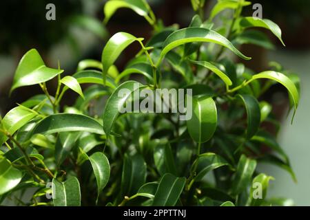 Bella ficus benjamina che cresce in serra, primo piano Foto Stock