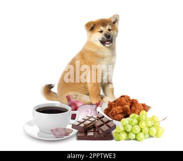 Carino Akita Inu cucciolo e gruppo di diversi prodotti tossici per il cane su sfondo bianco Foto Stock