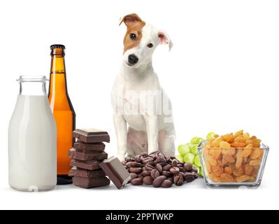 Cute Jack Russel Terrier e gruppo di diversi prodotti tossici per il cane su sfondo bianco Foto Stock