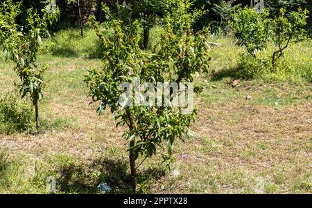 Albero di frutto della pesca infettato da malattia di arricciamento delle foglie Foto Stock