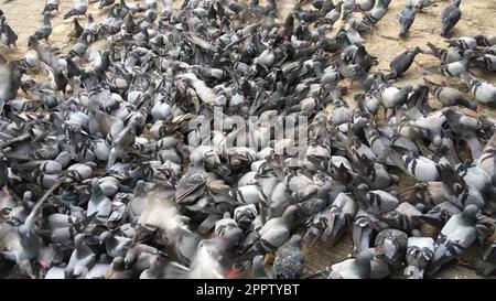 Piccioni che si nutrono su una strada Foto Stock