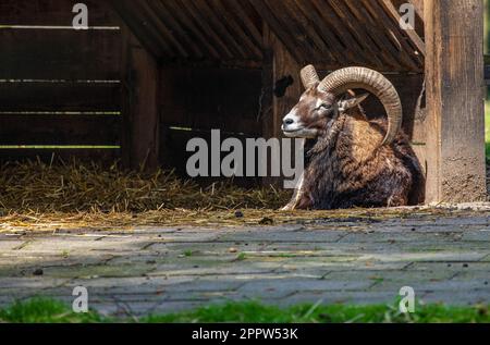 Montone maschio mouflon europeo - Ovis gmelini - in un parco di cervi in Germania Foto Stock