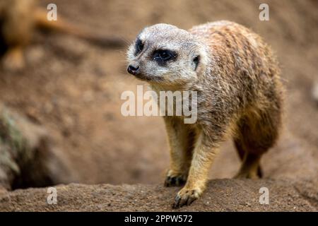 Suricate o meerkat - Suricata suricatta - dettaglio ritratto Foto Stock