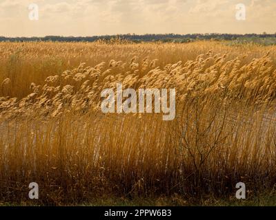 Teste di semi d'oro che vengono delicatamente soffiate dai venti al bordo di un letto riavvolto nel parco naturale di St Aidan vicino Leeds. West Yorkshire. REGNO UNITO Foto Stock