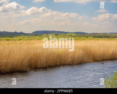 Il seme d'oro si dirige al bordo di un riedbed al St Aidan's Park, Leeds. West Yorkshire. REGNO UNITO Foto Stock