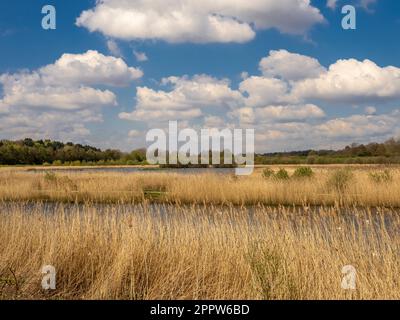 Il seme d'oro si dirige al bordo di un riedbed al St Aidan's Park, Leeds. West Yorkshire. REGNO UNITO Foto Stock