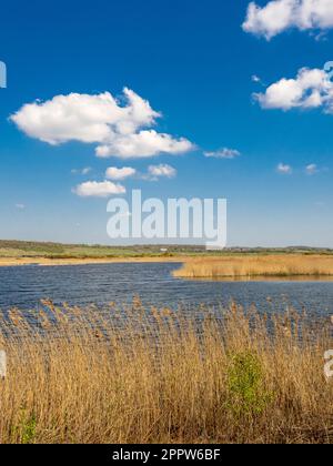 Il seme d'oro si dirige al bordo di un riedbed al St Aidan's Park, Leeds. West Yorkshire. REGNO UNITO Foto Stock