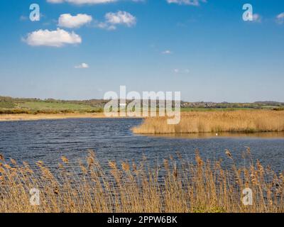 Il seme d'oro si dirige al bordo di un riedbed al St Aidan's Park, Leeds. West Yorkshire. REGNO UNITO Foto Stock