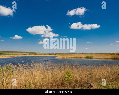 Il seme d'oro si dirige al bordo di un riedbed al St Aidan's Park, Leeds. West Yorkshire. REGNO UNITO Foto Stock