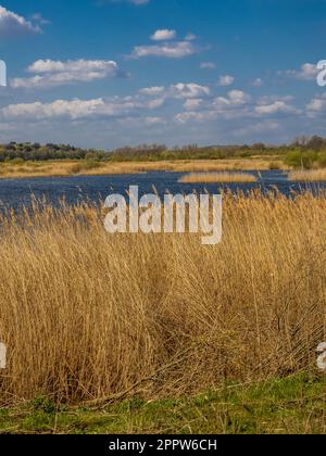 Teste di semi d'oro che vengono delicatamente soffiate dai venti al bordo di un letto riedbed al St Aidan's Park, Leeds. West Yorkshire. REGNO UNITO Foto Stock