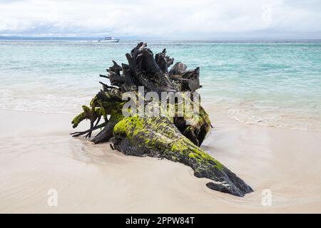 Vecchio driftwood con alghe si adagia su una spiaggia vuota in acqua di riva. Oceano Atlantico costa, repubblica Dominicana. Baia di Samana Foto Stock