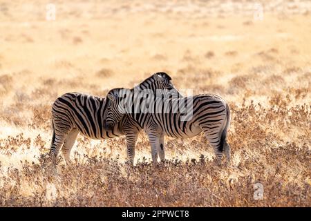 Teleobiettivo di due zebre delle pianure di Burchell - Equus quagga burchelli - in piedi insieme teste attraversate sulle pianure del Parco Nazionale di Etosha, Namibia. Foto Stock