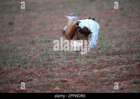 Grande bustarda maschio nella stagione di rutting in un campo inseminato di cereali in primavera nel centro della Spagna Foto Stock