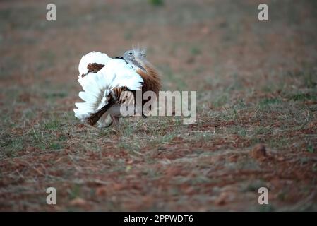 Grande bustarda maschio nella stagione di rutting in un campo inseminato di cereali in primavera nel centro della Spagna Foto Stock