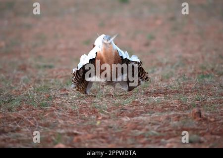 Grande bustarda maschio nella stagione di rutting in un campo inseminato di cereali in primavera nel centro della Spagna Foto Stock