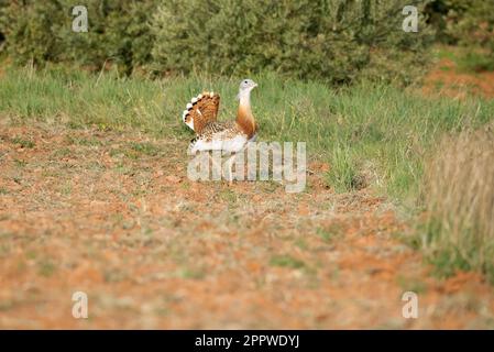 Grande bustarda maschio nella stagione di rutting in un campo inseminato di cereali in primavera nel centro della Spagna Foto Stock