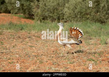 Grande bustarda maschio nella stagione di rutting in un campo inseminato di cereali in primavera nel centro della Spagna Foto Stock