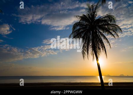 Silate l'albero di cocco sulla spiaggia prima del tramonto sfondo Foto Stock